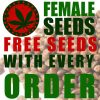 Barneys Farm Purple Punch Auto feminised seeds  