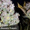 Bulk Seeds Auto Amnesia female seeds  