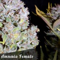 Bulk Seeds Amnesia Female seeds  