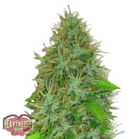 Heavyweight Seeds Auto 2 Fast 2 Vast female Seeds  