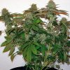Barney's Farm Acapulco Gold female Seeds Barney's Farm Acapulco Gold female Seeds