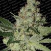 Paradise Seeds Allkush Paradise Seeds Allkush