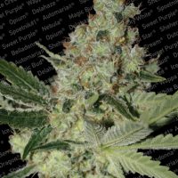 Paradise Seeds Acid  