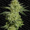 Paradise Seeds Acid  