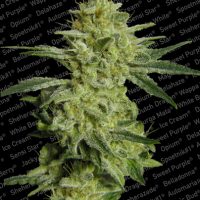 Paradise Seeds Allkush  