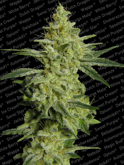 Paradise Seeds Allkush Paradise Seeds Allkush