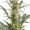 Dinafem Amnesia Kush female Seeds Dinafem Amnesia Kush female Seeds
