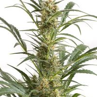 Dinafem Blue Amnesia XXL Auto female Seeds  