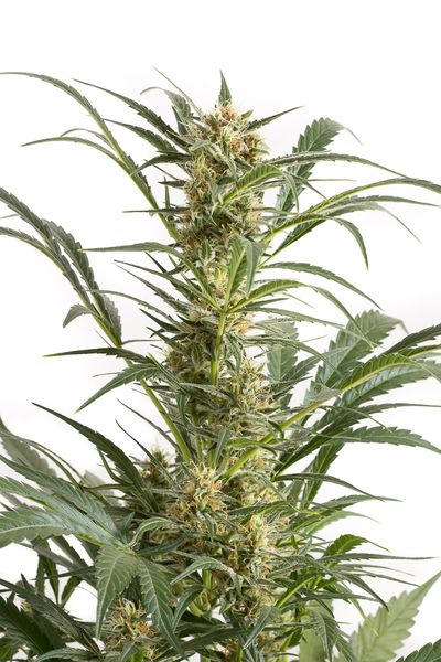 Dinafem Blue Amnesia XXL Auto female Seeds Dinafem Blue Amnesia XXL Auto female Seeds
