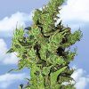 Flying Dutchmen Blueberry Skunk female Seeds Flying Dutchmen Blueberry Skunk female Seeds