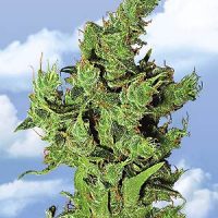 Flying Dutchmen Amsterdam Mist female Seeds  