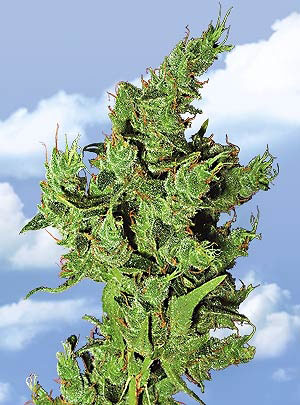Flying Dutchmen Amsterdam Mist female Seeds Flying Dutchmen Amsterdam Mist female Seeds