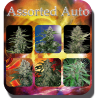 Buddha Seeds Assorted Auto female Mix  