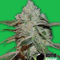 Bomb Seeds Atomic Bomb  