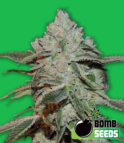 Bomb Seeds Atomic Bomb Bomb Seeds Atomic Bomb