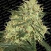 Paradise Seeds Auto Acid  