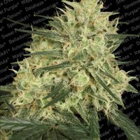 Paradise Seeds Anatomial haze  