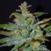 Female seeds company Chem OG female seeds Female seeds company Chem OG female seeds
