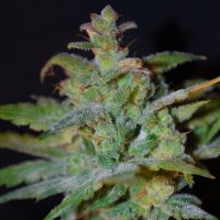 Female seeds company Auto AK female Seeds  
