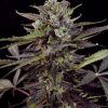Dutch Passion Auto Brooklyn Sunrise female seeds  