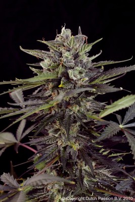 Dutch Passion Auto Blueberry Auto-Flowering female seeds Dutch Passion Auto Blueberry Auto-Flowering female seeds