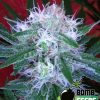 Bomb Seeds Atomic Bomb Bomb Seeds Atomic Bomb