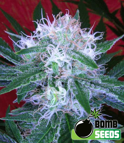 Bomb Seeds Auto Bomb Bomb Seeds Auto Bomb
