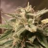 Female seeds company Auto Haze female Seeds Female seeds company Auto Haze female Seeds