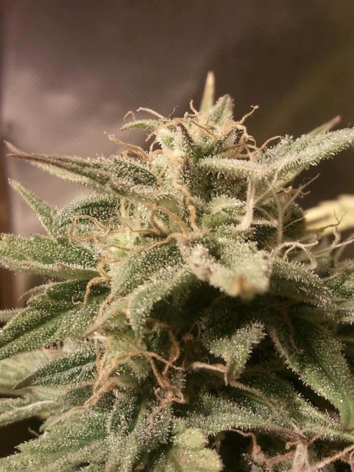 Female seeds company Auto Bubble female Seeds Female seeds company Auto Bubble female Seeds