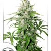 Dutch Passion Auto Brooklyn Sunrise female seeds  