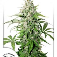Dutch Passion Auto Cinderella Jack female Seeds  