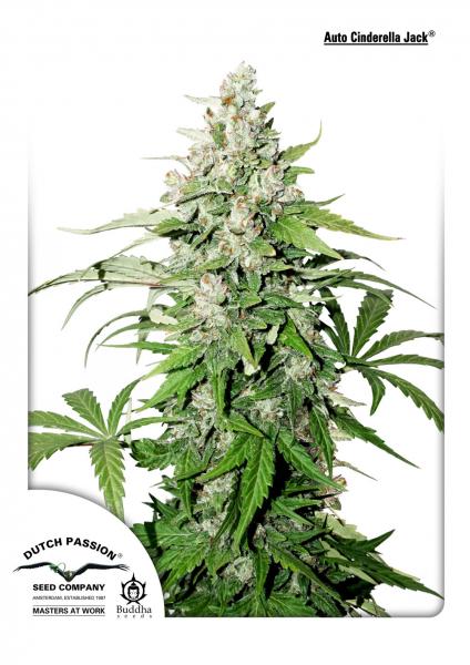 Dutch Passion Auto Cinderella Jack female Seeds Dutch Passion Auto Cinderella Jack female Seeds
