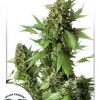Dutch Passion Auto Daiquiri Lime female seeds Dutch Passion Auto Daiquiri Lime female seeds