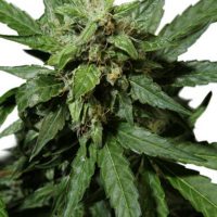 Dutch Passion Auto Durban Poison female Seeds  