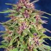 Dutch Passion Frisian Dew female Seeds Dutch Passion Frisian Dew female Seeds