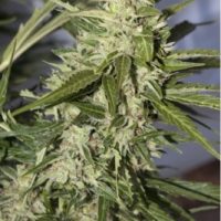 Dutch Passion Auto Mazar female Seeds  
