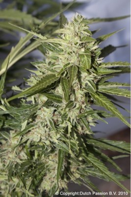 Dutch Passion Auto Mazar female Seeds Dutch Passion Auto Mazar female Seeds