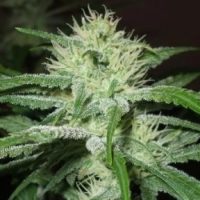 Female seeds company Auto Speed Bud female Seeds  