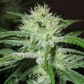 Female seeds company Blueberry Cheesecake female Seeds Female seeds company Blueberry Cheesecake female Seeds