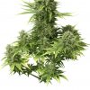 Dutch Passion Strawberry Cough female Seeds  