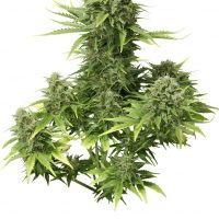 Dutch Passion StarRyder Auto-flowering female Seeds  