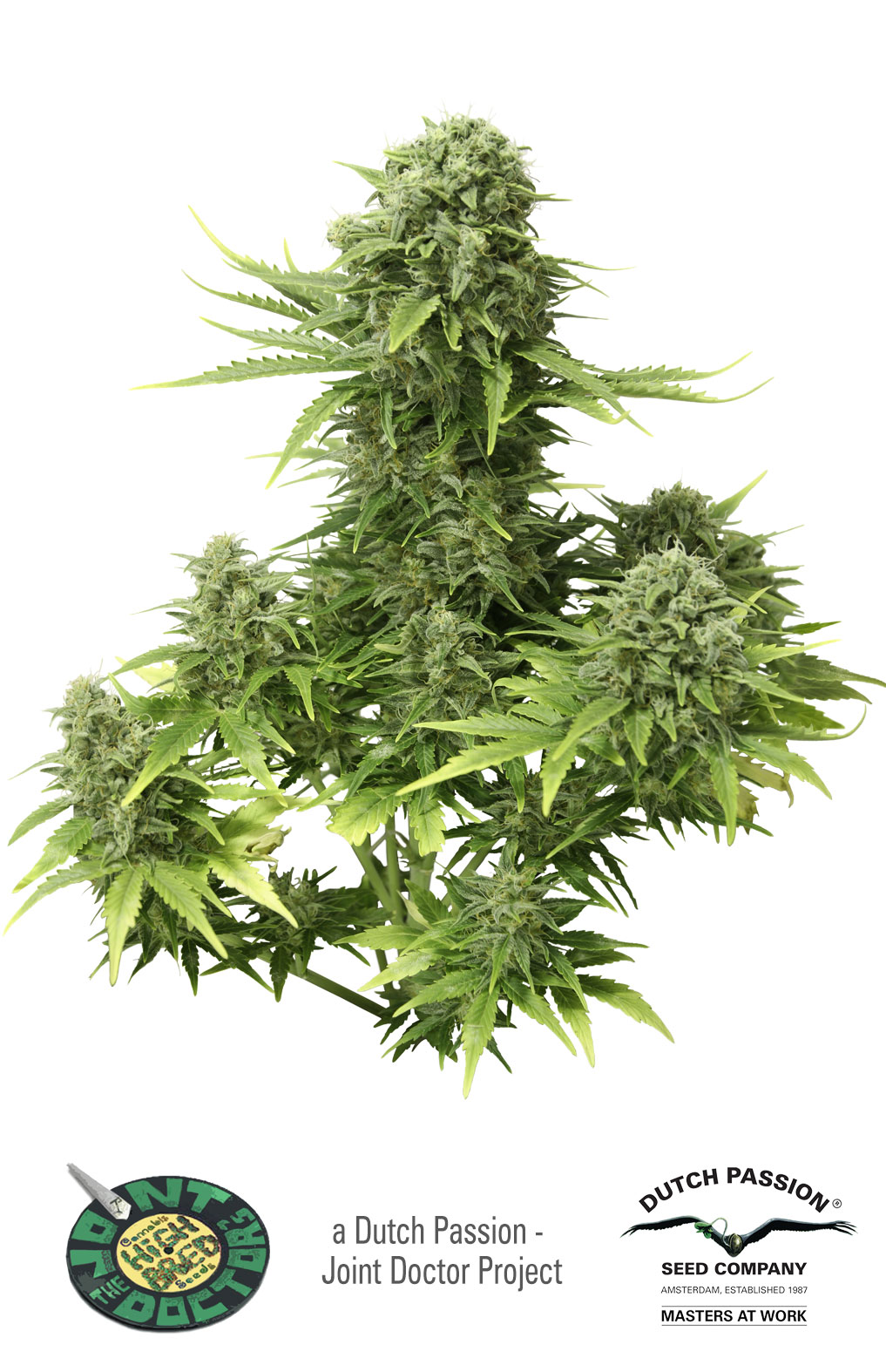 Dutch Passion StarRyder Auto-flowering female Seeds Dutch Passion StarRyder Auto-flowering female Seeds