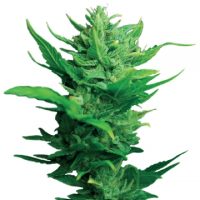 Dutch Passion Think Different Auto-flowering female Seeds  