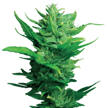 Dutch Passion Think Different Auto-flowering female Seeds Dutch Passion Think Different Auto-flowering female Seeds