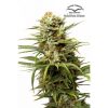 Dutch Passion AutoXtreme Auto-flowering female Seeds Dutch Passion AutoXtreme Auto-flowering female Seeds