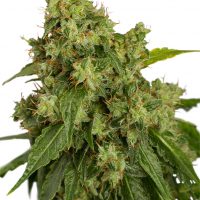 Dutch Passion AutoXtreme Auto-flowering female Seeds  