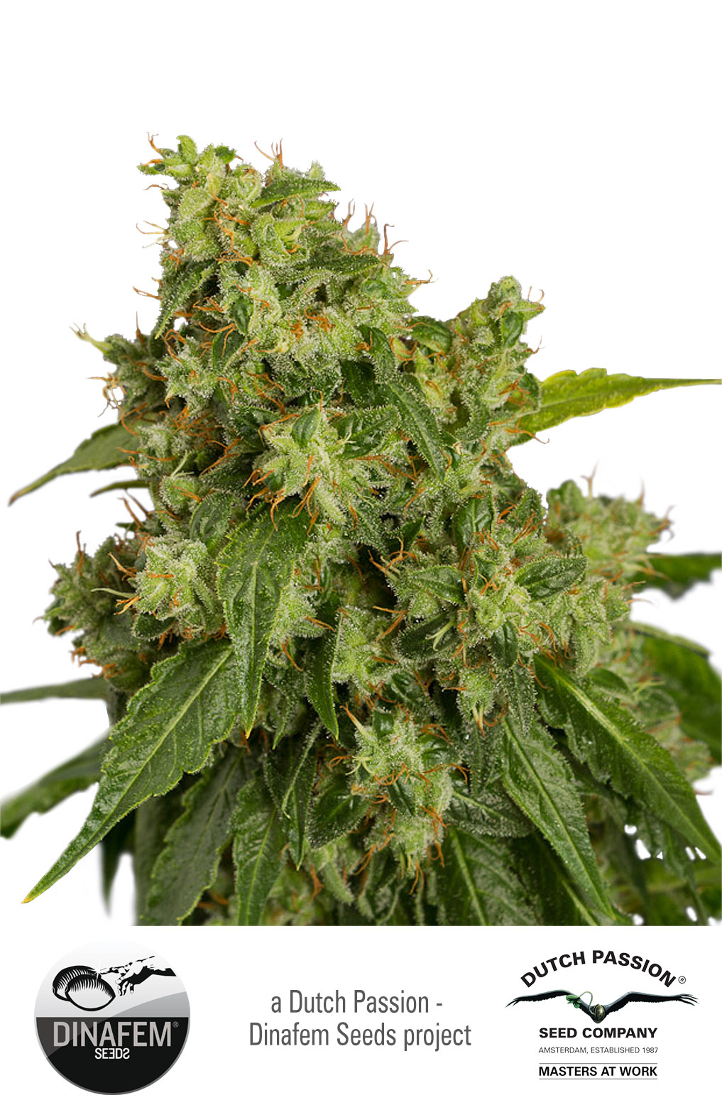 Dutch Passion AutoXtreme Auto-flowering female Seeds Dutch Passion AutoXtreme Auto-flowering female Seeds