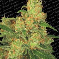 Paradise Seeds Auto Acid  