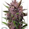 Dutch Passion Auto Blueberry Auto-Flowering female seeds Dutch Passion Auto Blueberry Auto-Flowering female seeds