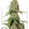 Dutch Passion Auto Cinderella Jack female Seeds Dutch Passion Auto Cinderella Jack female Seeds